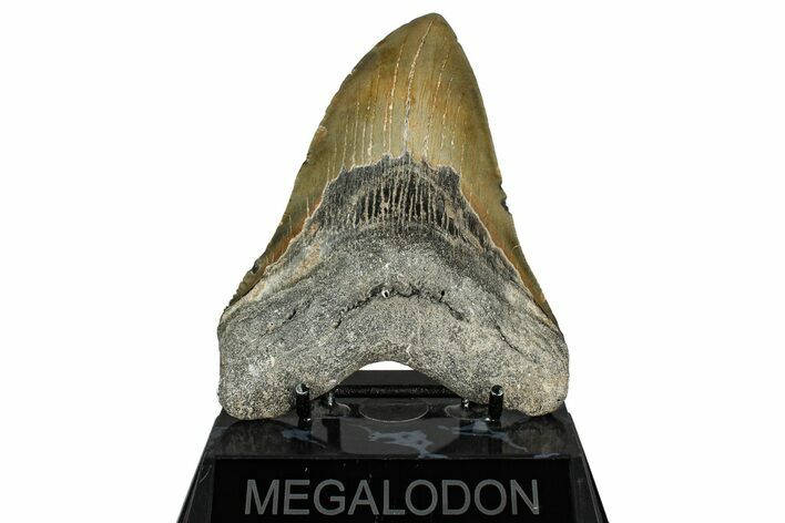 Fossil Megalodon Tooth - North Carolina #351728